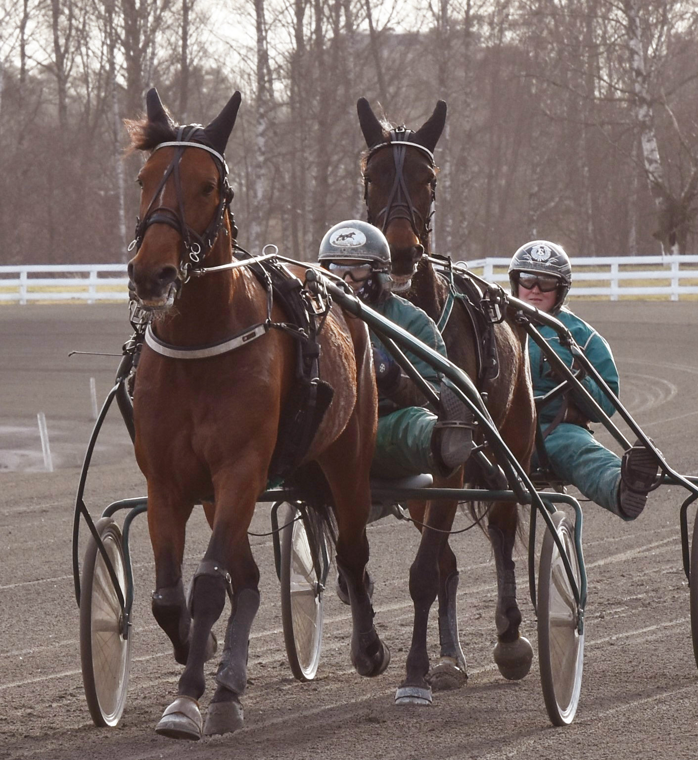 Kommer Great Old Dance eller stoet bakom honom, G.B.G Postponed, bli stallets vinstrikaste under 2026?Foto; A.Lindblom